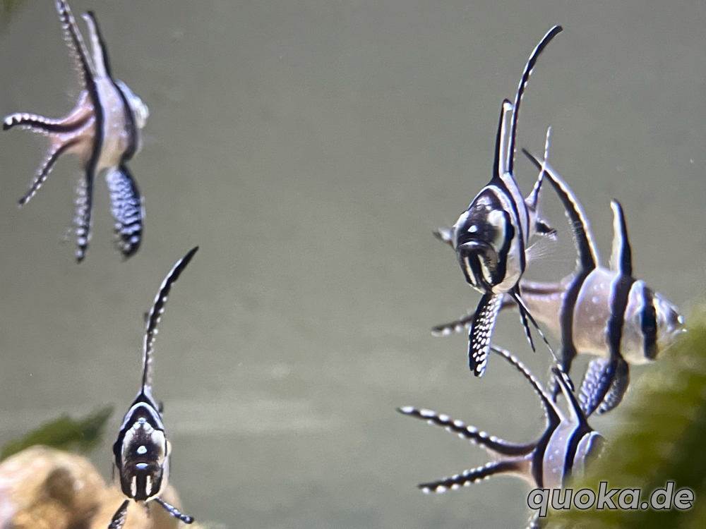 Pterapogon kauderni Zebra Kardinalbarsch Nachzuchten Meerwasser