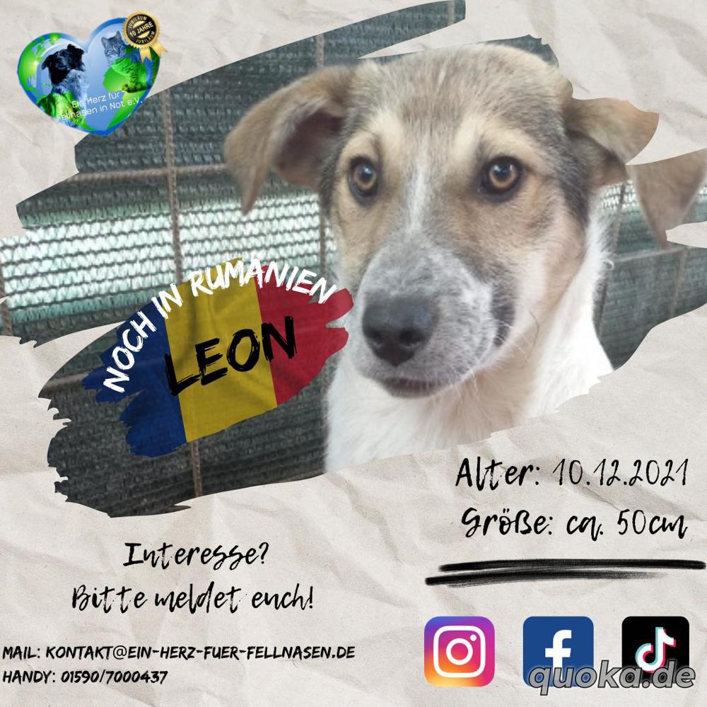 Leon auf der Suche nach dem großen Glück - Ein eigener Korb bei eigener Familie