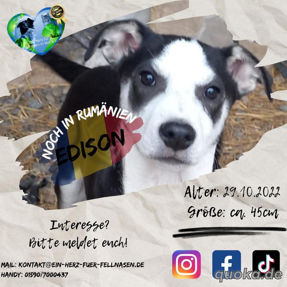 Edison will adoptiert werden