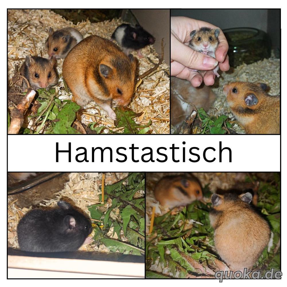 Hamster, 8 Wochen alt