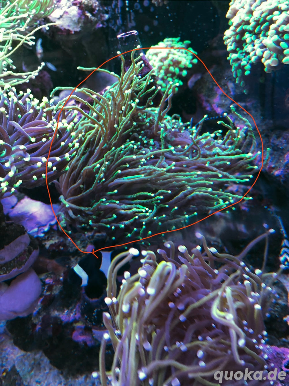 euphyllia indonesische golden torch koralle meerwasser