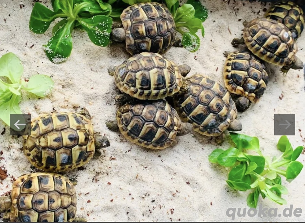 Griechische Landschildkröten 