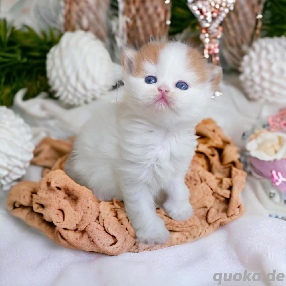 Zucker süße Baby Kitten mit Stammbaum