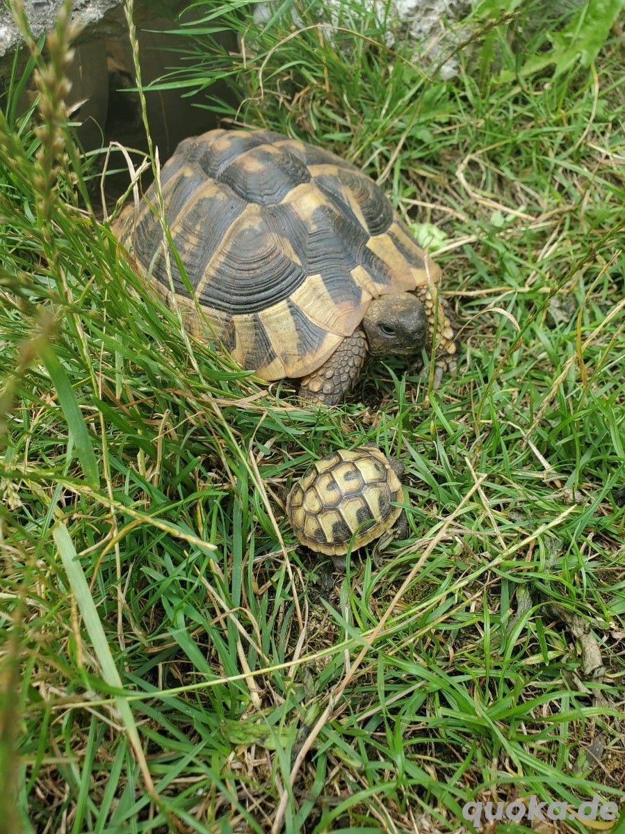 Landschildkrötenbabys Nachzucht   (Abgabe mit CITES Papieren siehe Photo)