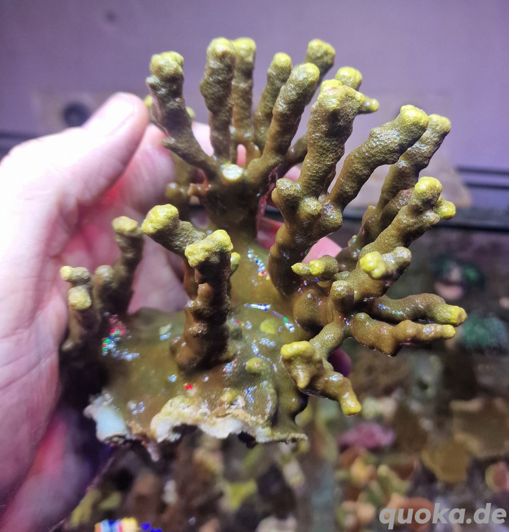 porites cylindria gelb xl koralle meerwasser