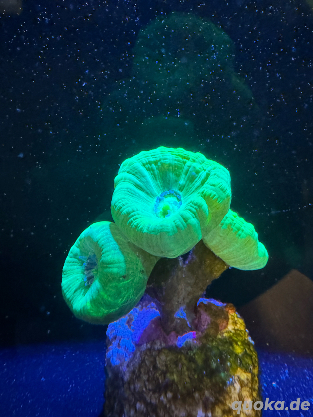 Korallenableger, Meerwasseraquarium, Caulastrea furcata