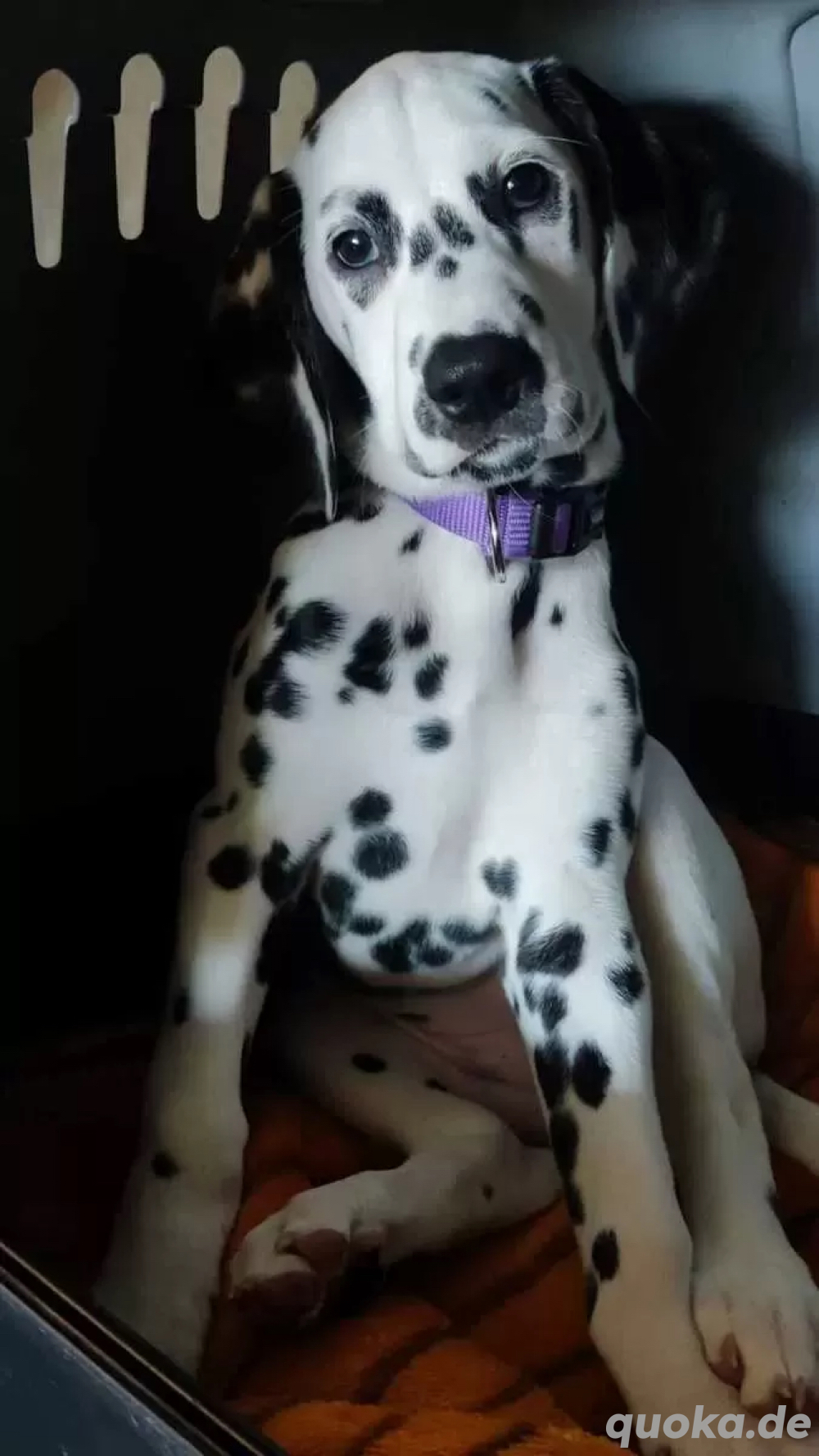 Dalmatiner Hündin 6 Monate alt
