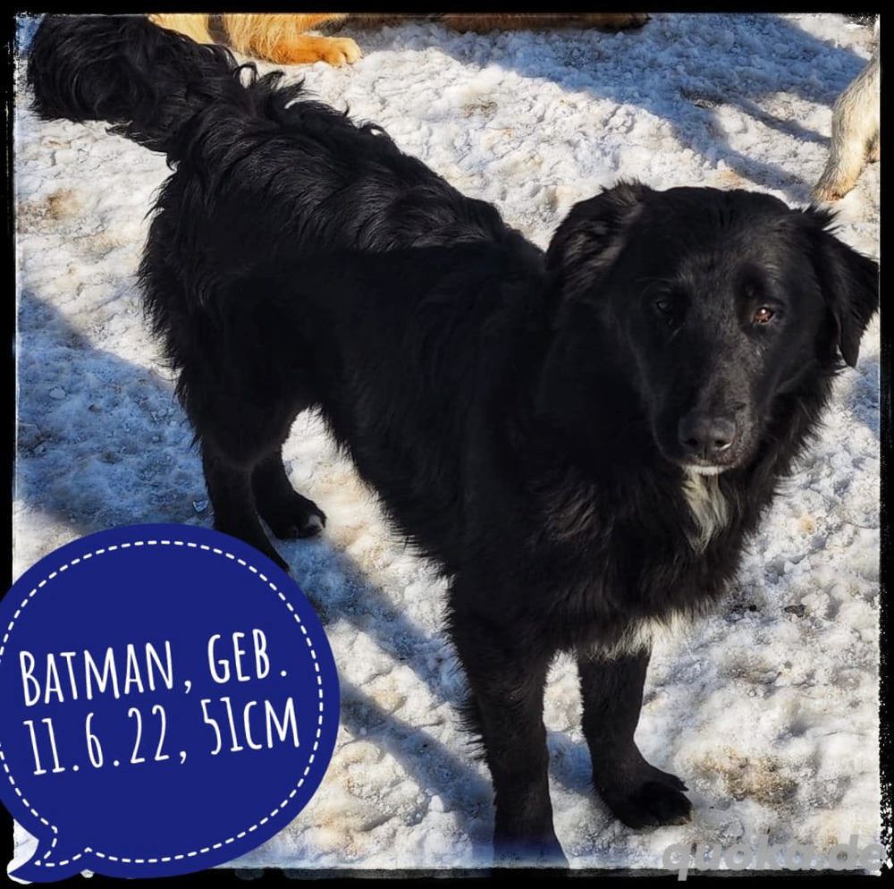 Batman - der freundliche fröhliche und aktive Hundemann wartet auf seine Menschen