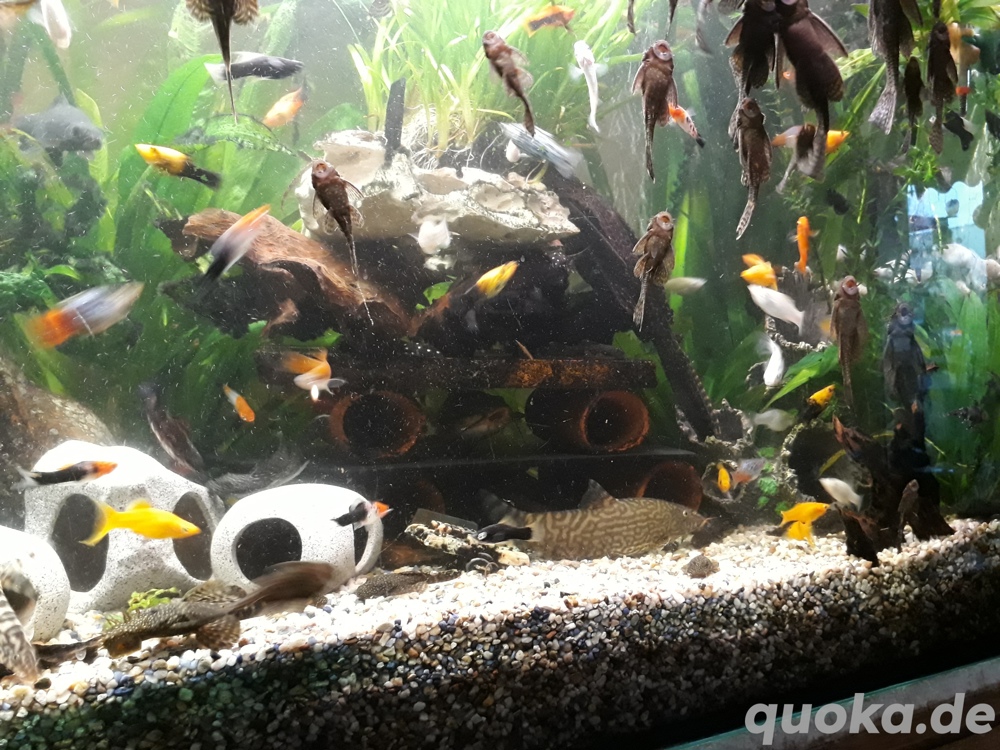 Aquarium Fische 