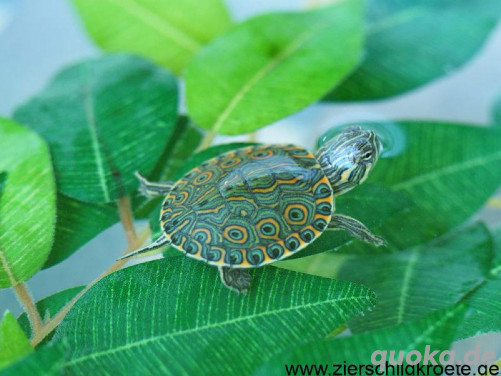 schildkröte 