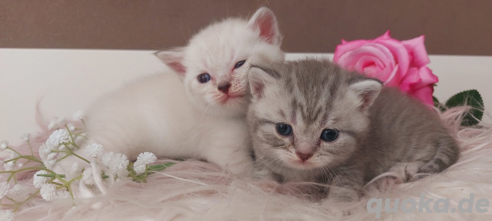 Bkh kitten Katzen Babys Britisch Kurzhaar 