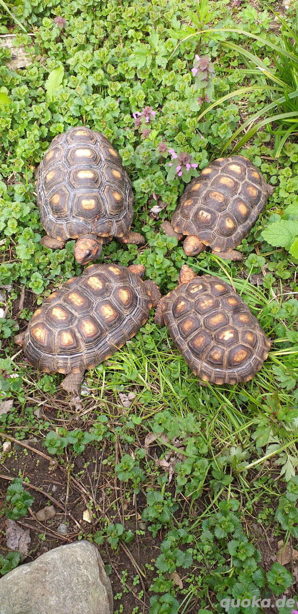 4 Köhlerschildkröten