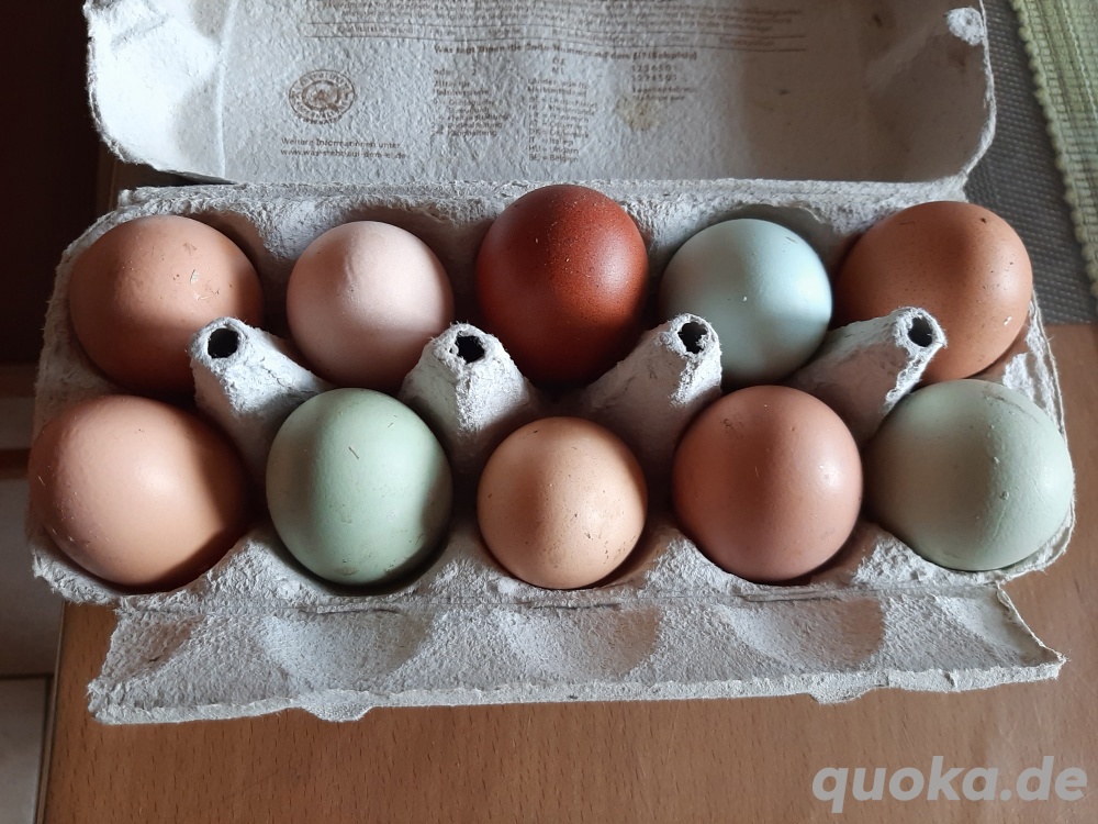 frische bunte Eier von glücklichen Hühnern aus Hobbyhaltung 