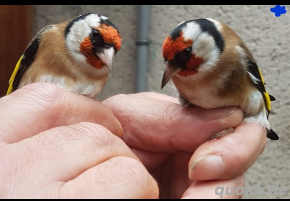 Europäische Stieglitze 