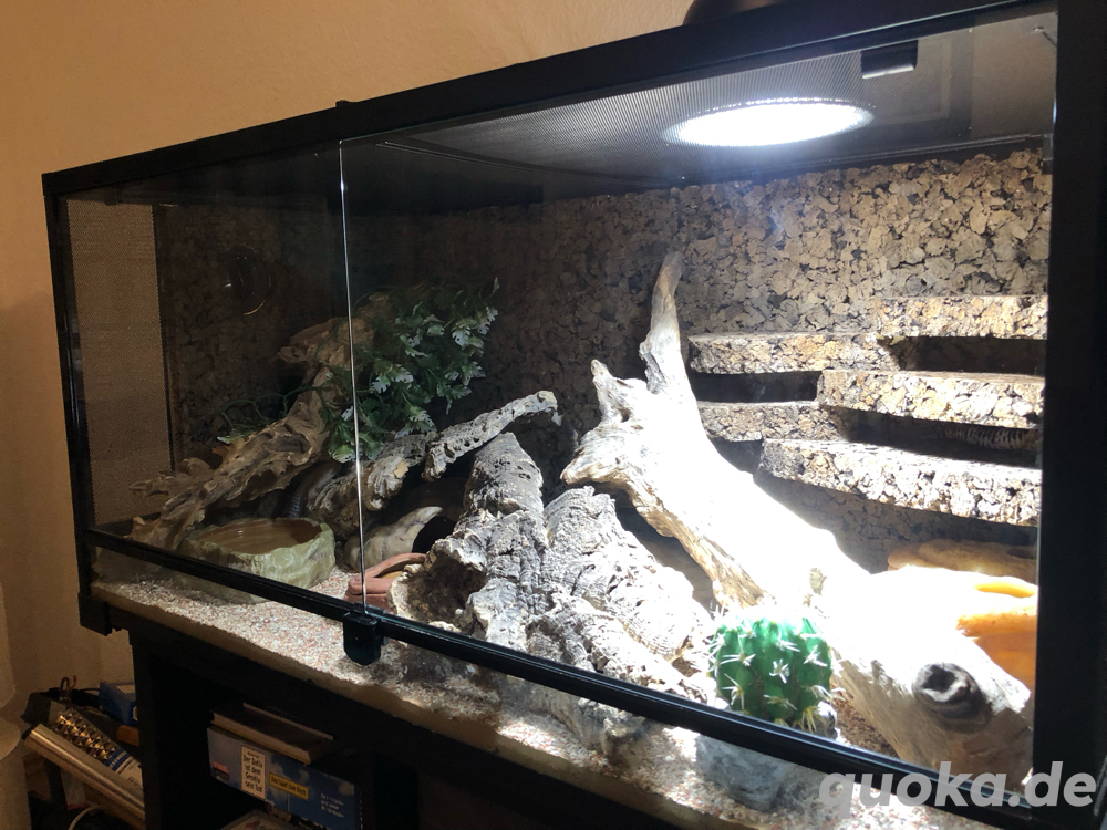 Leopardgeckos + Komplettset Terrarium