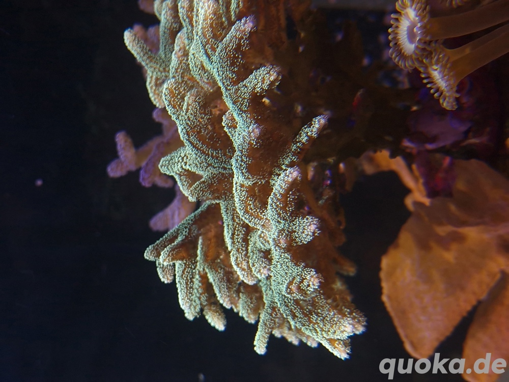 Seriatopora caliendrum - Nadelkoralle