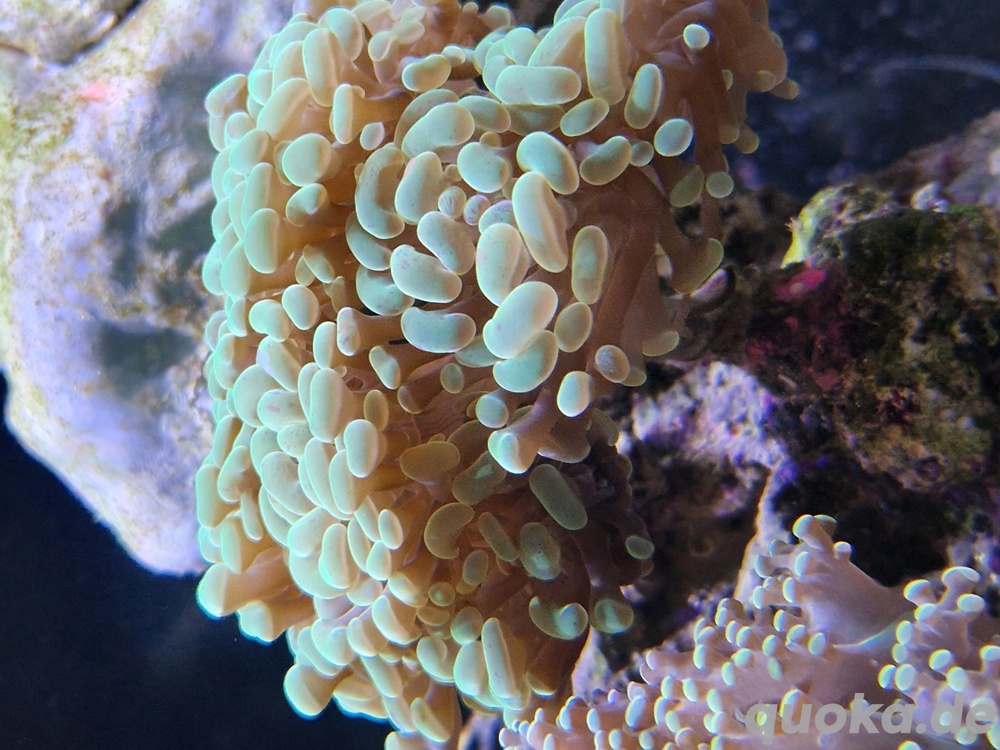 Euphillia, Euphillien, Steinkorallen, Korallen, Ableger, Salzwasser, Aquarium, Auflösung