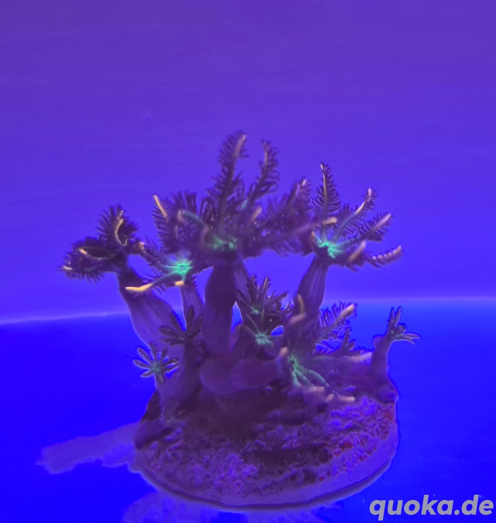 Meerwasser Korallen Clavularia tricolor
