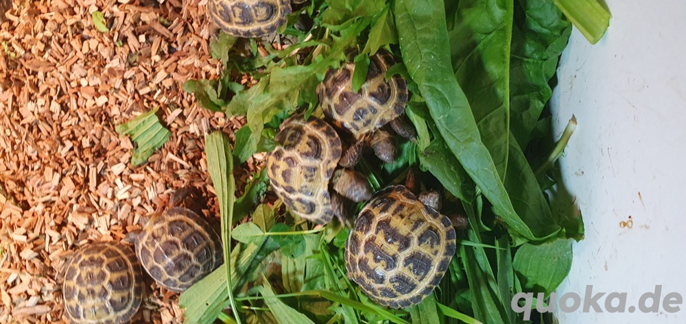 Vierzehenlandschildkröten