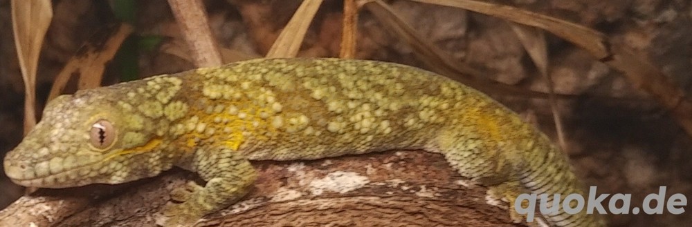 1.0 Eurydactylus agricolae, Chamäleon- Gecko, adult, Nachzucht
