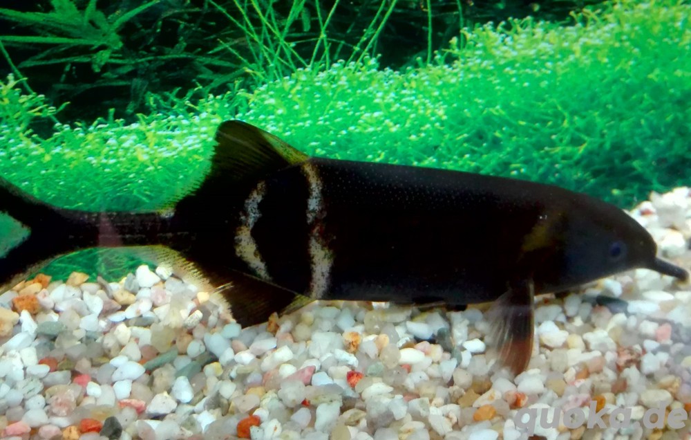 Elefantenrüsselfisch