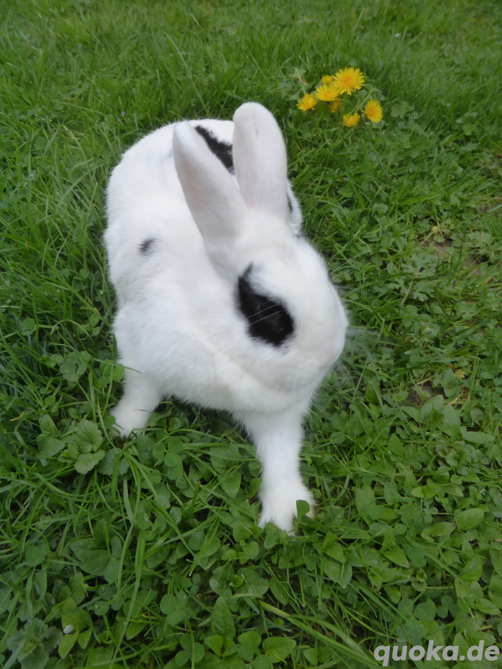 Kaninchen - weiblich