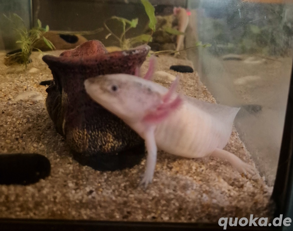 VK 3 wunderschöne Axolotl Jungtiere 2x Männlich und 1x Weiblich ( 60.Euro ist preis für alle 3)