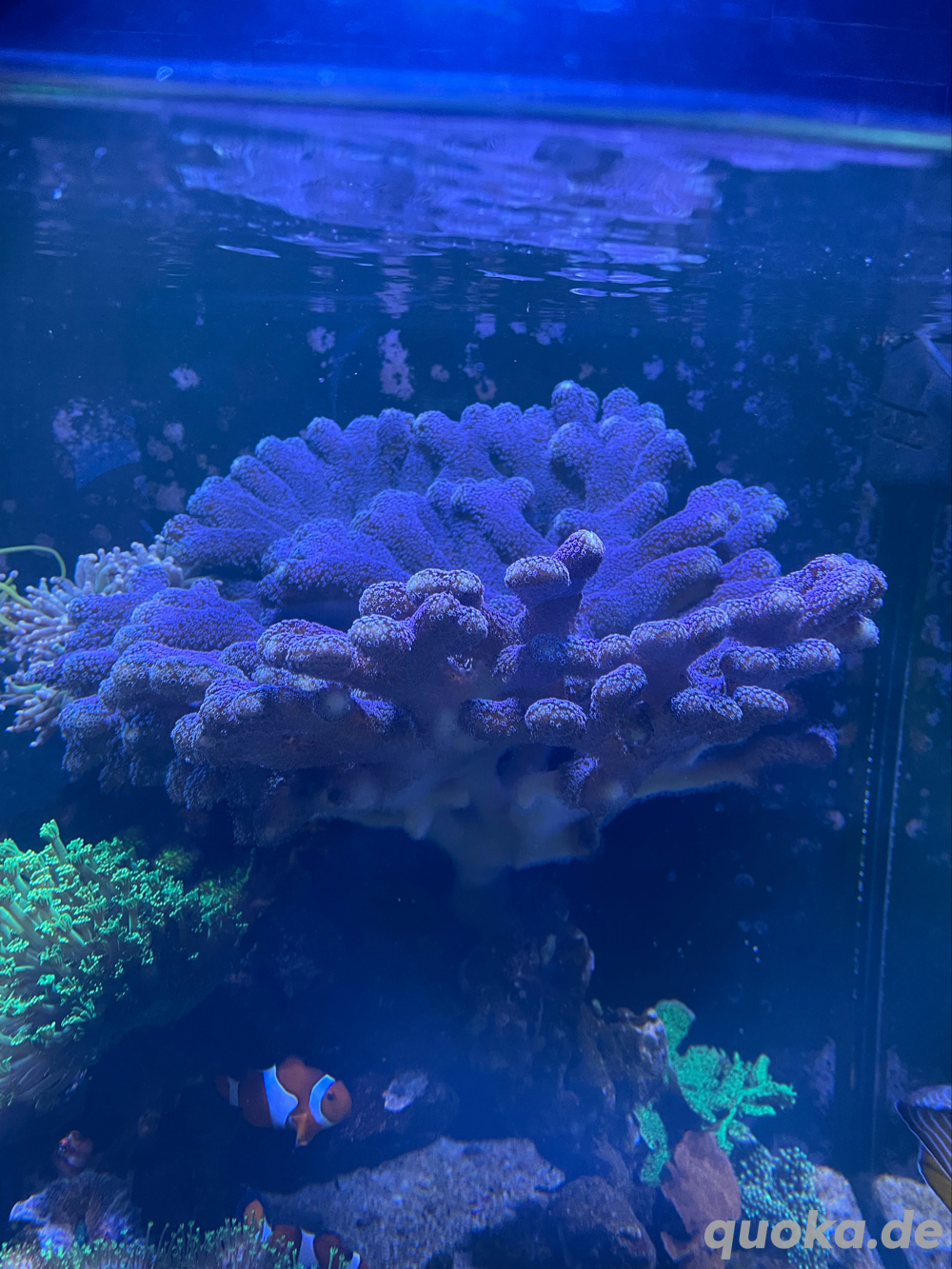 Milka SPS Koralle