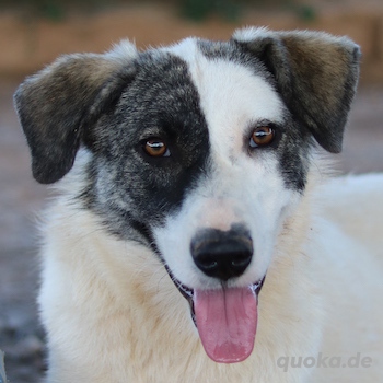  Codos, geb. ca. 04 2021, lebt in GRIECHENLAND, auf Gelände, wo die Hunde notdürftig versorgt werden