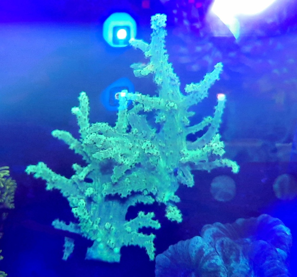 Meerwasser Korallen Ableger Sinularia Mint Green