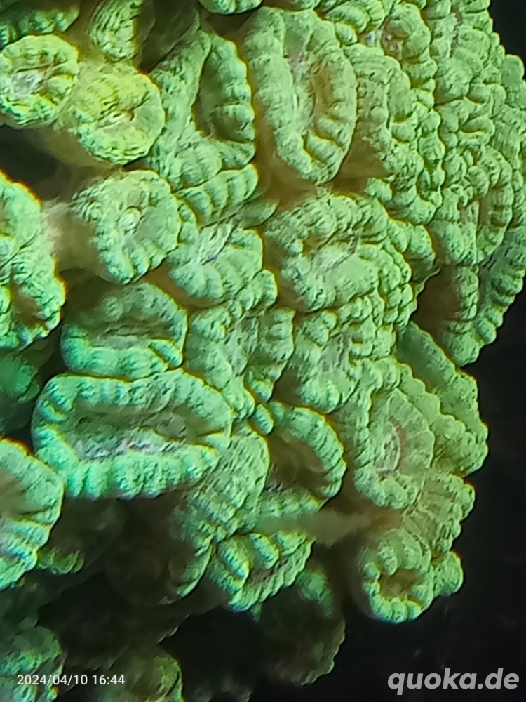 meerwasser Caulastraea neon