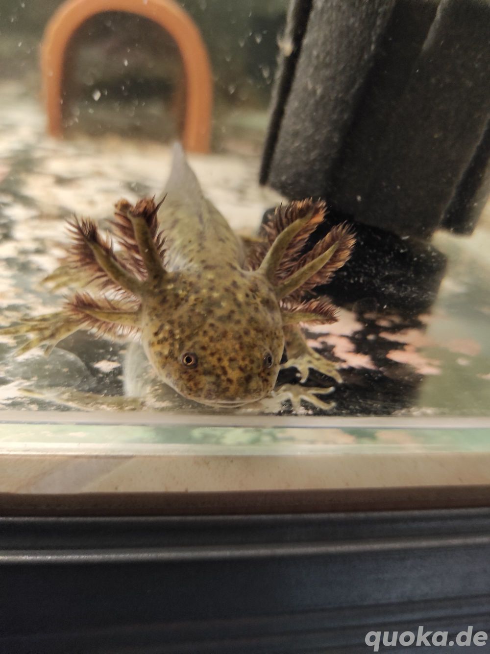 Axolotl Wildling - Mosaik