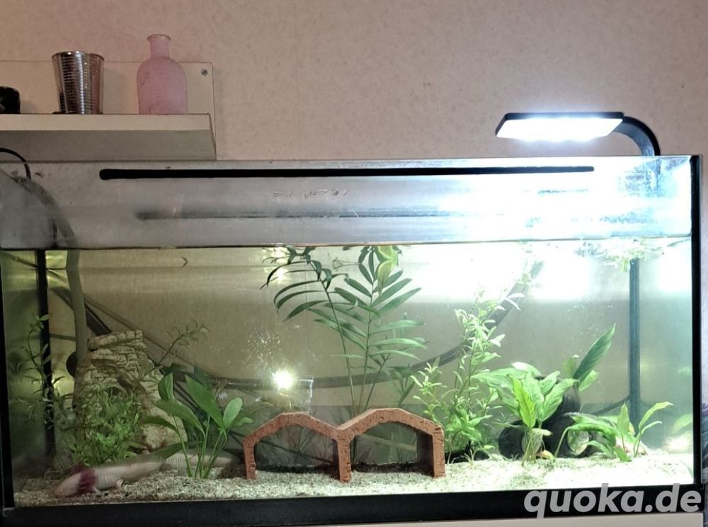 2 Axolotl mit Aquarium ausenpfilter und Zubehör abzugenen 