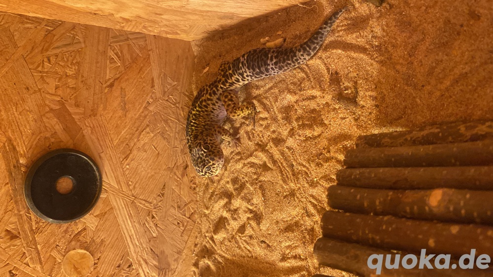 Leopardgecko mit Terrarium abzugeben 