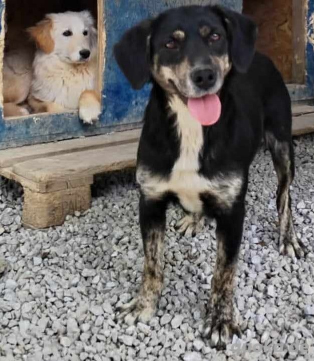 Labrador Mix Hündin 2J lieb verschmust noch in Kroatien im Tierheim Ausreise nach Adoption