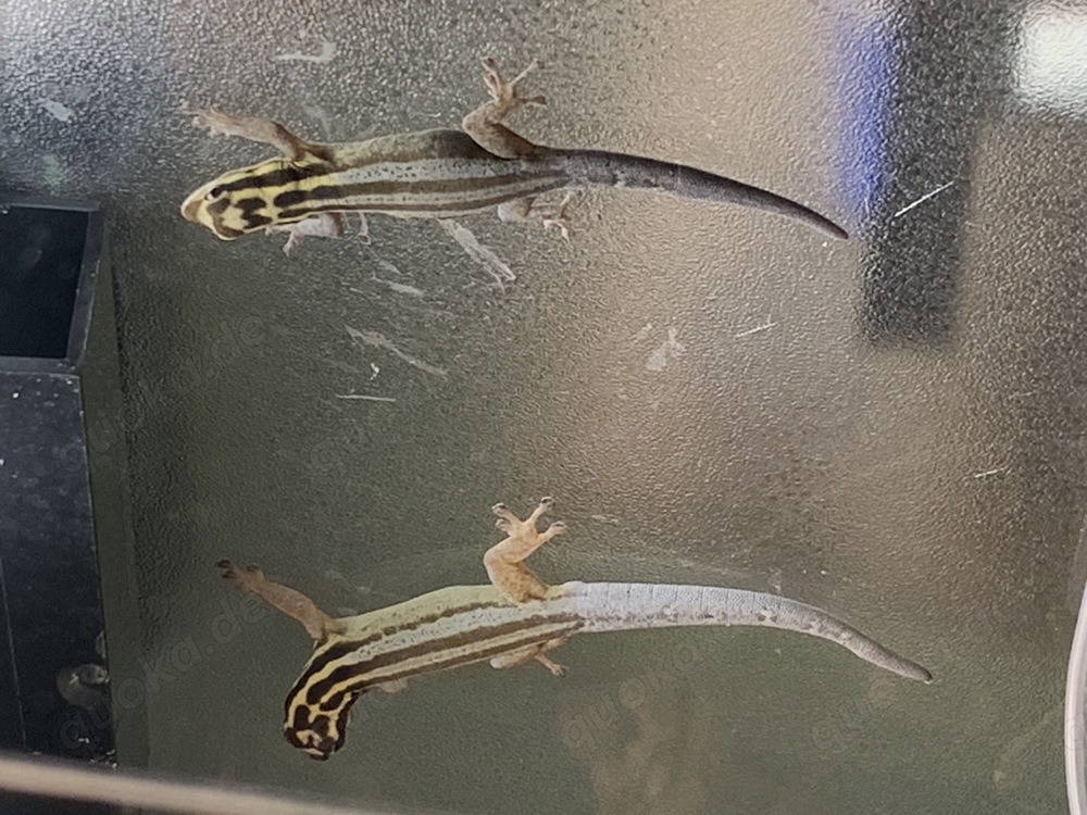 1,1 Streifenzwergtaggecko ( Lygodactylus kimhowelli )