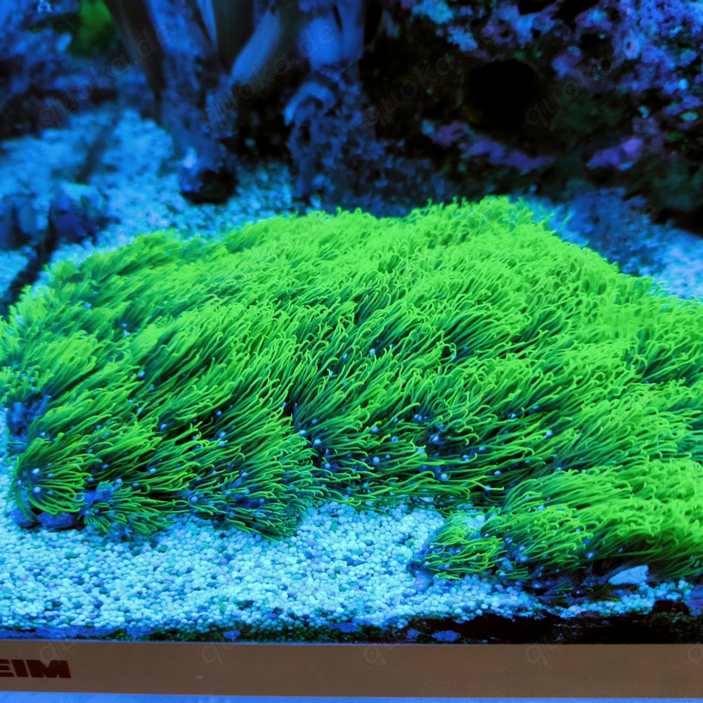 Affenhaar Korallen Meerwasser 