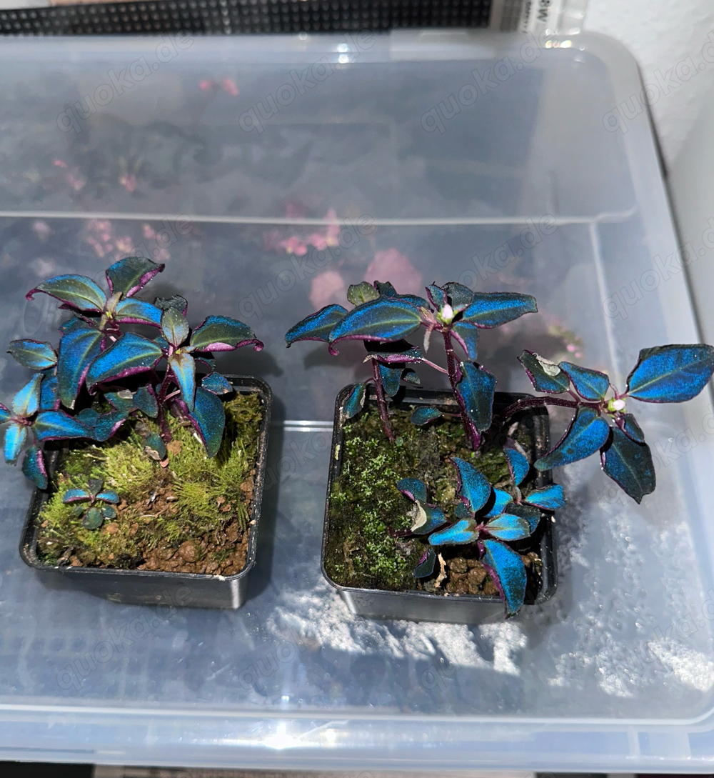 sarcopyramis sp. sumatra, fluoreszierende pflanzen, tropisch, exotisch, Rarität, Terrarium