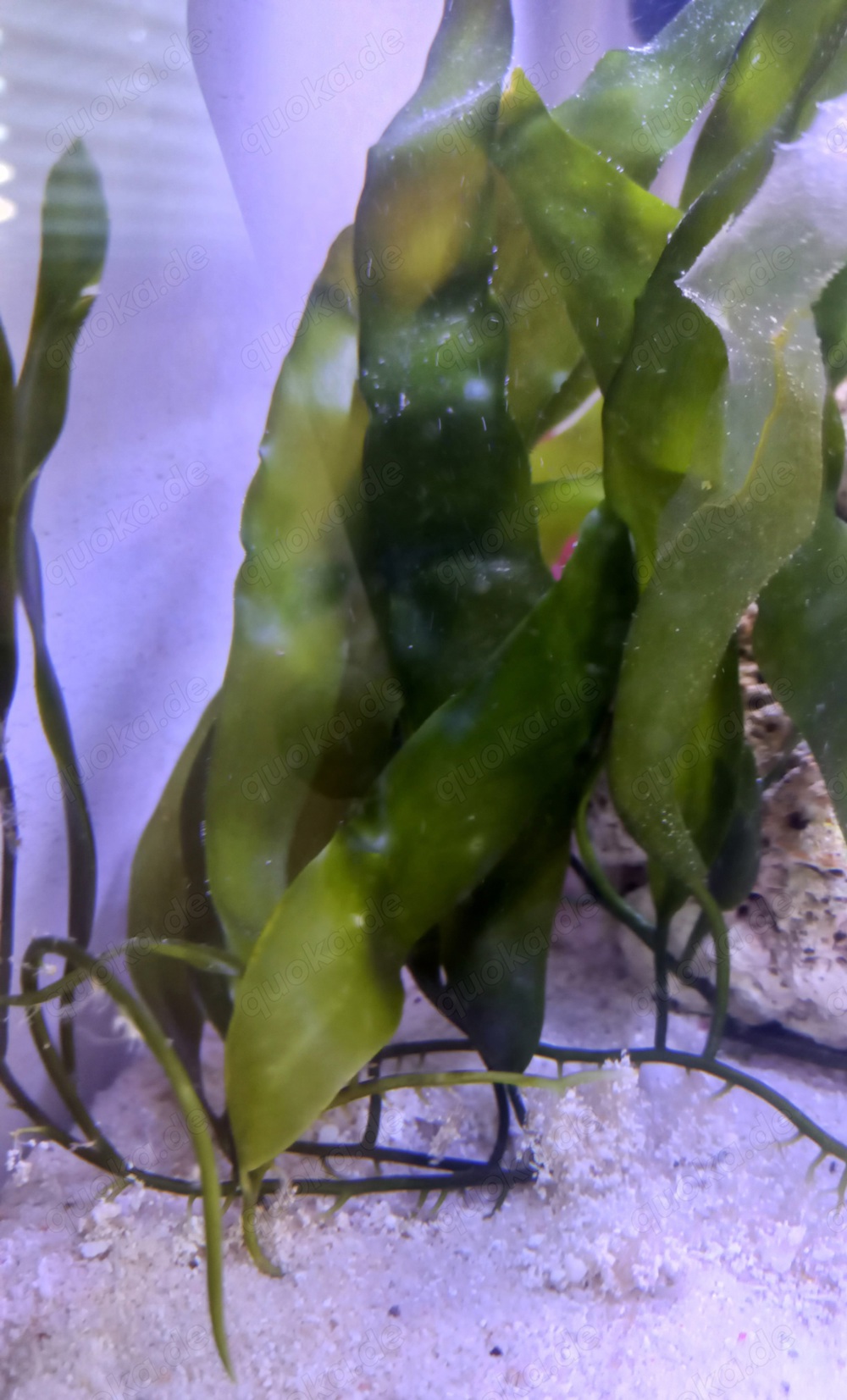 Caulerpa prolifera Meerwasseralge Alge Meerwasser Aquaristik 