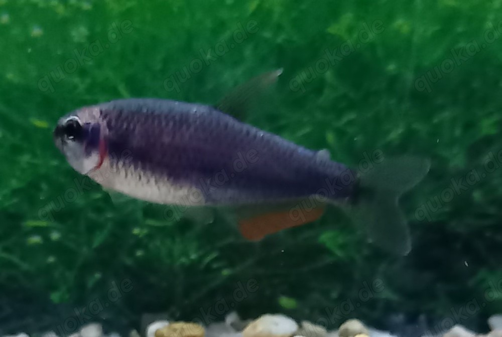Königssalmler blau