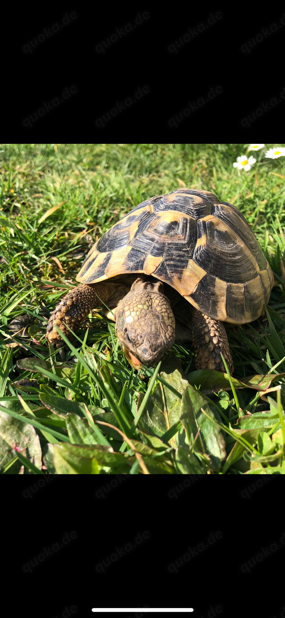 männliche Landschildkröte 5 Jahre alt - für Nachzucht 