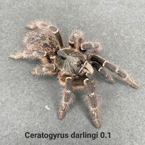 Vogelspinne Ceratogyros darlingi 0.1