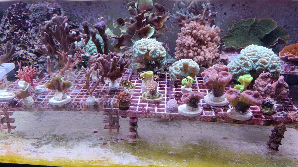 Meerwasser Korallenableger