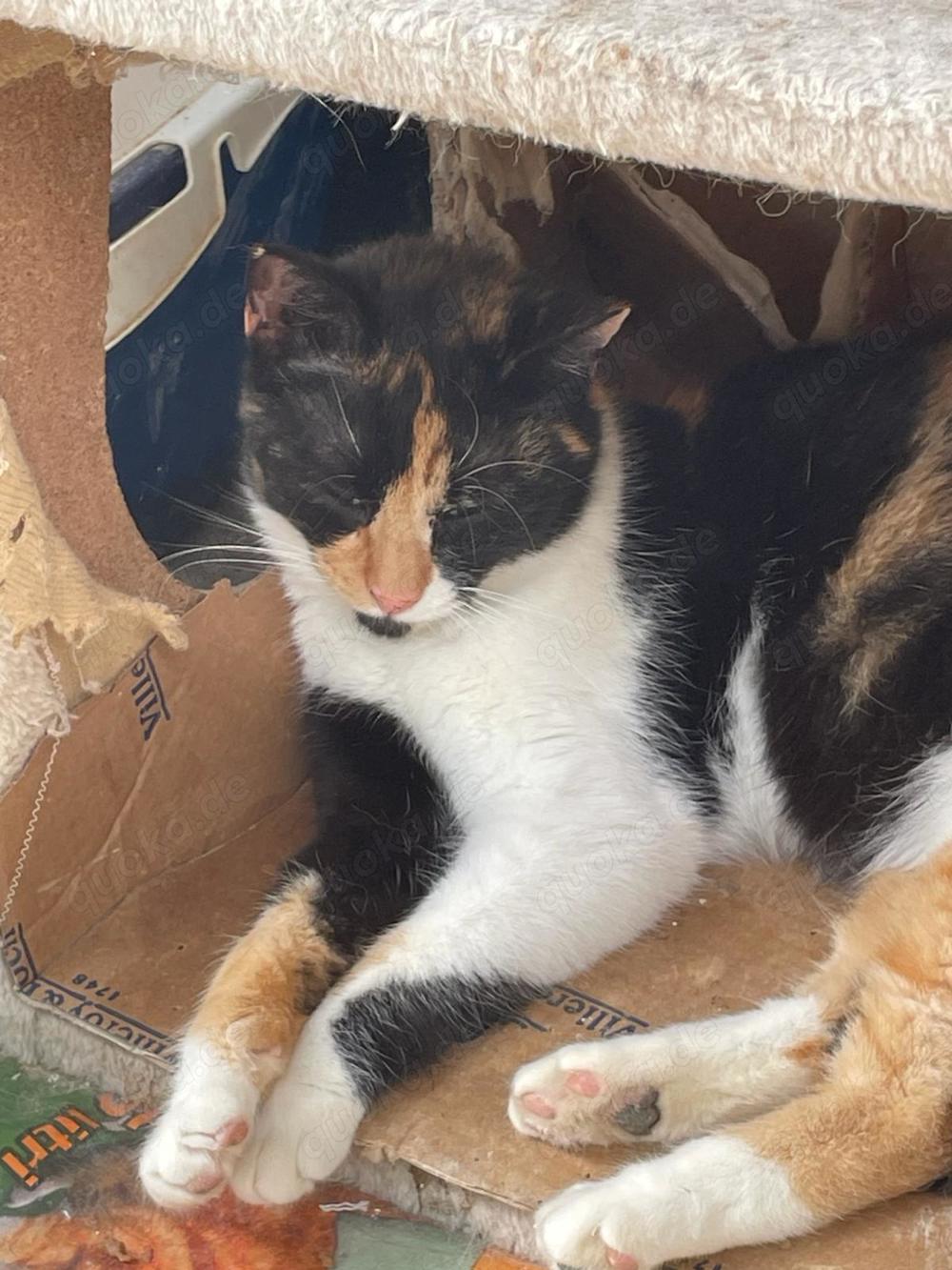 Katze Katinka - Glückskatze - sucht Zuhause mit Freigang
