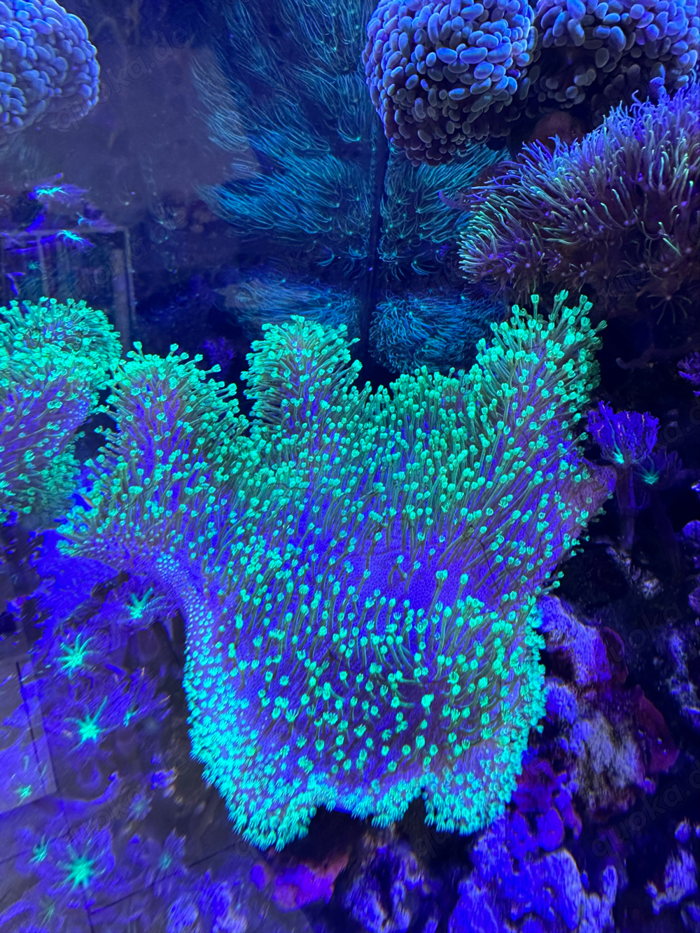 Günstige Korallenableger