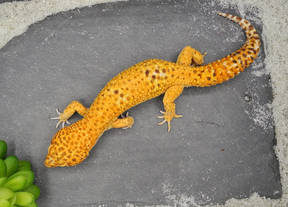  Leopardgecko Männchen - Eublepharis macularius - Bell Tangerine