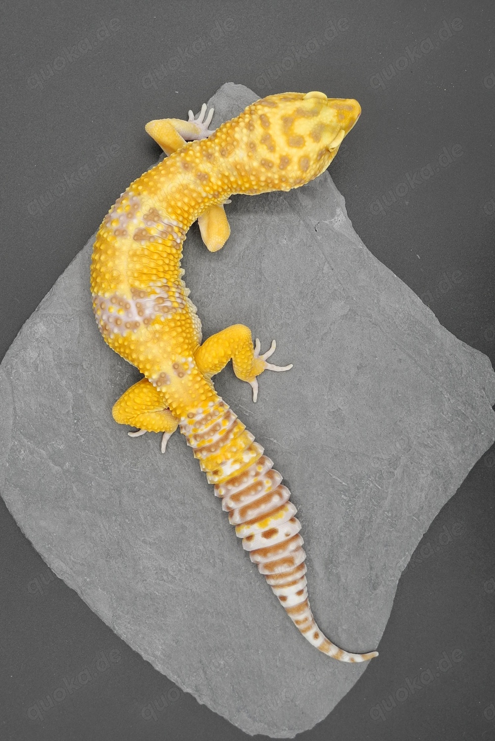  Leopardgecko Männchen - Eublepharis macularius - Super Giant Godzilla Tangerine Tremper Albino