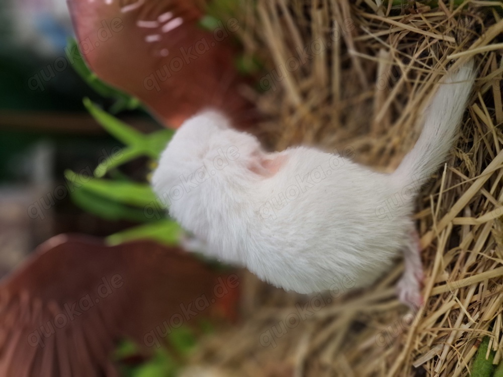 "ZUCHTAUFGABE"Diese kleinen Plüschbomben suchen noch neuen Anschluss