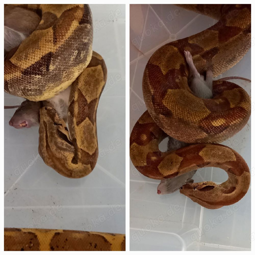 2 Boa constrictor imperator, adult, Weibchen