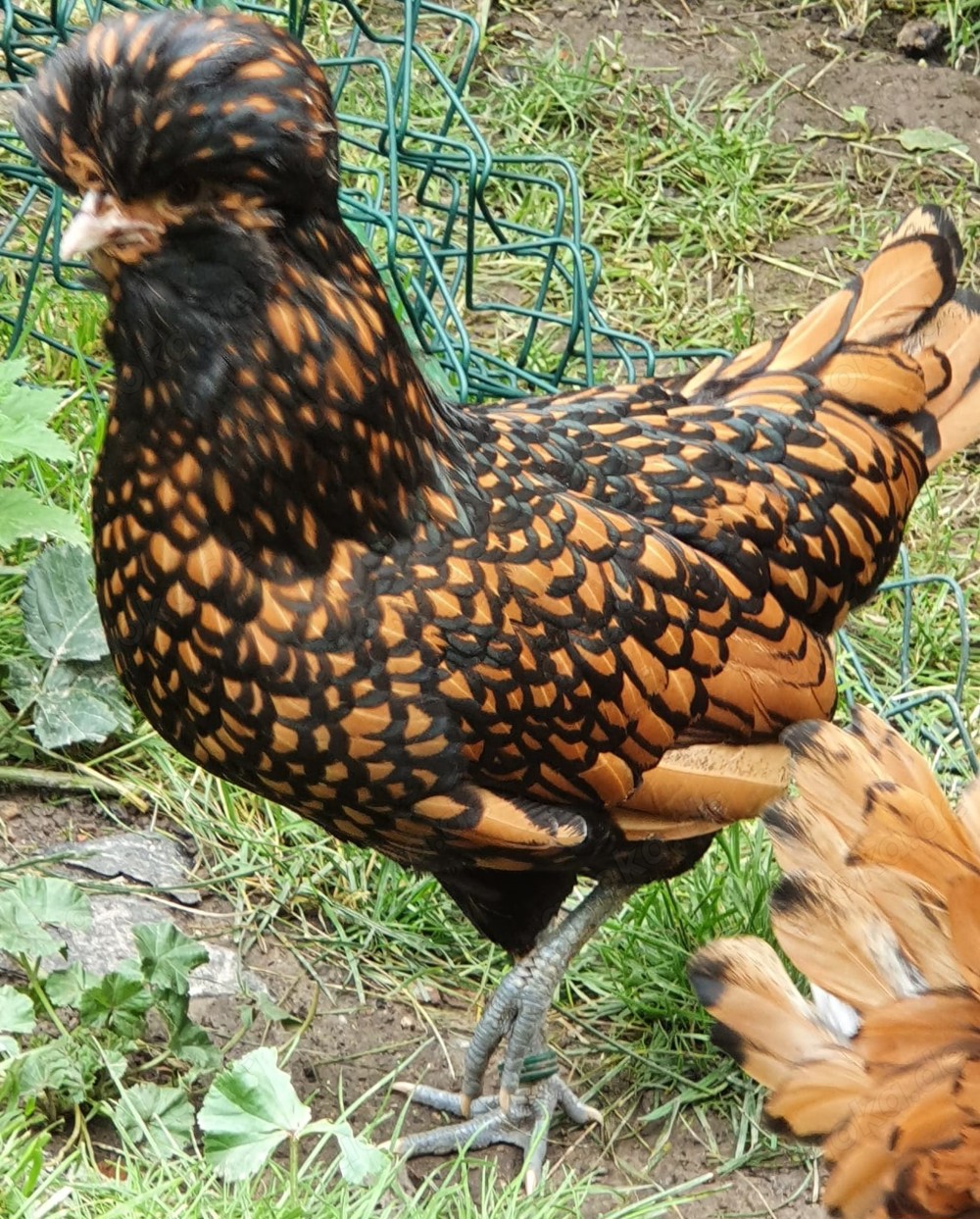 Gebe Eier von Reinrassigen Farbigen Zwerg Paduaner in schwarz gold gesäumt in glatt und gestruppt ab